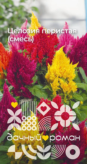 Семена Целозия перистая (смесь)

Это растение с удивительно яркими, «пылающими» метельчатыми соцветиями сделает ваш сад поистине волшебным и праздничным. Теплолюбивые, засухоустойчивые растения наибольшей декоративности достигают при посадке на защищенных от ветра местах и достаточно плодородных почвах. Высаживают на клумбы или в контейнеры.