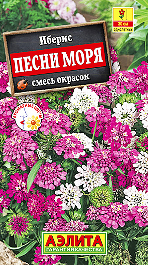 Семена Иберис Песни моря смесь окрасок.
Яркая смесь популярного летника с великолепным ароматом. Кусты хорошо разветвленные, высотой до 30 см. Мелкие цветки диаметром 1-2 см собраны в плотные щитковидные соцветия. Смесь обильно цветет в июне-июле. Если обрезать отцветшие побеги, не давая образоваться семенам, то можно продлить цветение до сентября. Растения неприхотливые, не требуют хлопот с выращиванием рассады. Растут быстро, предпочитают солнечные участки с легкой почвой. Иберис пригоден для выращивания в горшках и контейнерах. Широко используется для оформления мест отдыха и прогулок, балконов, клумб, рабаток, каменистых садиков, бордюров. 
Агротехника. Посев семян в открытый грунт на глубину 0,5-1 см. Всходы прореживают. Растениям необходимы регулярные поливы, прополки, рыхления и подкормки. Для более раннего цветения возможен подзимний посев в конце октября.