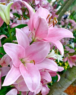 Лилия ЛА-гибрид Лексингтон