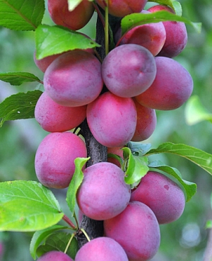 Саженцы Слива колонновидная Блю Свит