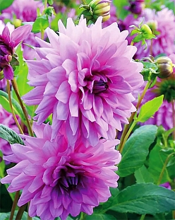 Георгин декоративный Блю бой