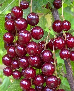 Саженцы Смородина Виксне