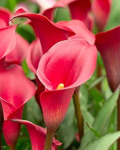 Калла Ред Чарм Калла Ред Чарм