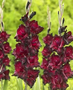 Гладиолус Блэк Сюрпрайз