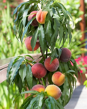 Саженцы Персик колонновидный Штайнберг