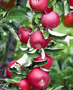 Саженцы Яблоня Созвездие