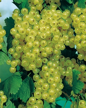 Саженцы Смородина Изумрудное ожерелье