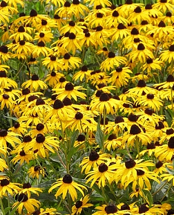 Рудбекия шерстистая