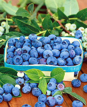 Саженцы Голубика Патриот