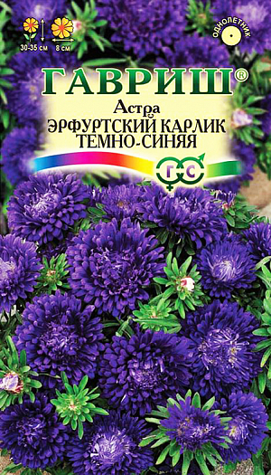  
 Семена Астра Эрфуртский карлик Темно-синяя.
 
 Растение высотой до 30 см. Куст компактный, цилиндрический, стебли плотные. Соцветия темно-синей окраски диаметром 6-8 см. Для выращивания подходят хорошо освещенные участки с плодородной суглинистой или супесчаной почвой. Астры обладают высокой холодостойкостью – хорошо переносят заморозки до -3-4°C. Выращивают, чаще всего, рассадным способом. 
 
Семена высевают в марте-апреле, пикируют с развитием первой пары настоящих листочков по схеме 5х5 см., в открытый грунт рассаду высаживают с середины мая до начала июня. Возможен подзимний посев астр: в конце октября на глубину 5-8 см. Сверху посевы мульчируют торфом или опилками на высоту 3-5 см. Весной (в конце марта-начале апреля) посевы раскрывают. Появившиеся в конце апреля всходы будут закаленными, а выросшие растения сильными, устойчивыми к заморозкам и обильно цвести. Используются для получения срезки и оформления участка.