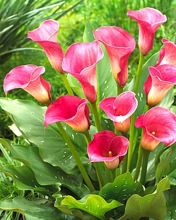 Калла Капитан Романс Калла Капитан Романс