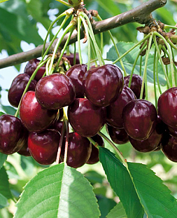 Черешня Любимица Астахова Черешня Любимица Астахова