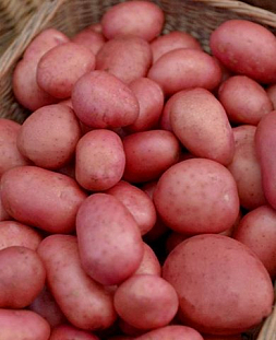 Семенной Картофель Амур