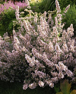 Котовник кистевидный Амелия