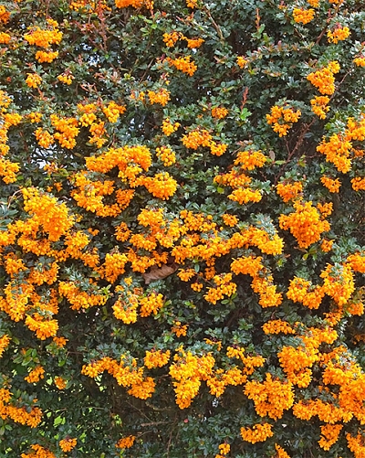 Барбарис Дарвина