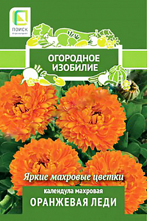 Семена Календула Оранжевая леди<br>
 <br>
 Яркие крупные цветки.<br>
Куст густоветвистый, высотой до 60 см. Соцветия махровые, 7-8 см в диаметре, плотные, черепитчатые, ярко-оранжевые. Используют для клумб, рабаток, бордюров и срезки.