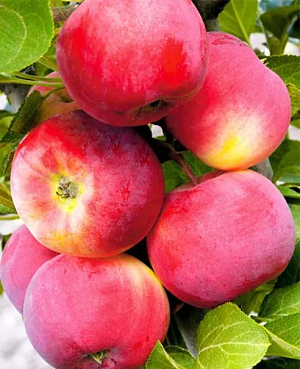 Саженцы Яблоня Серебряное копытце