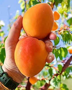 Саженцы Абрикос Полесский крупноплодный