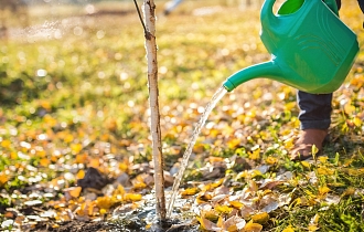 Влагозарядный полив: спасение сада от вымерзания и самая важная процедура сентября Влагозарядный полив: спасение сада от вымерзания и самая важная процедура сентября