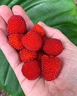 Саженцы Малина Соблазнительная