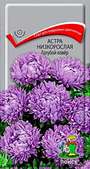 Семена&nbsp;Астра низкорослая Голубой ковёр.&nbsp;Великолепный низкорослый сорт для ковровых цветников. Растение компактное высотой около 20 см. Соцветия голубые. Цветет обильно с июля до морозов. Используют в сборных цветниках, на рабатках, для бордюров и мини букетов.<br>
 <br>
 Агротехника.&nbsp;Растение предпочитает открытое солнечное место, но выносит и полутень. Лучше растет на легких, плодородных почвах. Не переносит внесения органических удобрений в год посадки. Семена высевают с середины февраля по апрель. Глубина заделки семян 0,5 см. При температуре +20°С всходы появляются на 7-14 день. Через 3-4 недели посевы пикируют и выращивают при температуре 12-15°С. В грунт рассаду высаживают во второй половине мая, расстояние между растениями 20 см.&nbsp;<br>