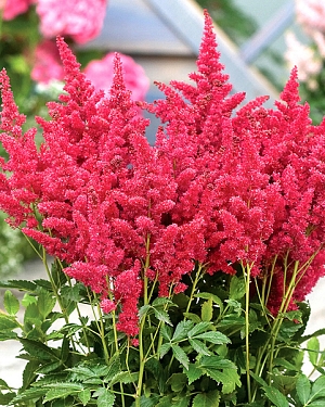 Астильба Файерберри