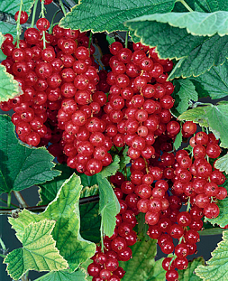 Саженцы Смородина Йонкер ван тетс