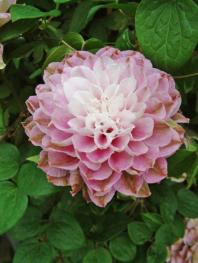 Клематис Дарсинг Смайл