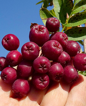 Саженцы Рябина Гранатная