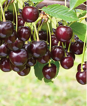 Саженцы Черевишня (дюк) Ночка
