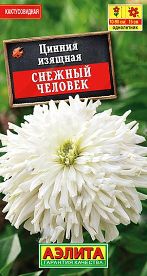 Семена Цинния кактусовидная Снежный человек.&nbsp;Эффектный сорт с белоснежными крупными соцветиями. Густомахровые, кактусовидные цветки достигают диаметром 13-15 см! Кусты высотой 70-90 см, прочные, обильно ветвятся, не теряют форму при воздействии ветра и дождя. Каждый цветок сохраняет декоративность более месяца, не утрачивая свежесть оттенка. Растения неприхотливые, однако от засухи, а также при выращивании на малоплодородной почве, соцветия могут мельчать. Пышное цветение длится до заморозков.<br>
 <br>
 &nbsp;С развитием первой пары настоящих листочков сеянцы пикируют. В фазе пяти-шести листьев проводят формирующую прищипку. Возможен посев семян в открытый грунт на глубину 1 см.<br>
 <br>
 <br>
 <br>
 <br>