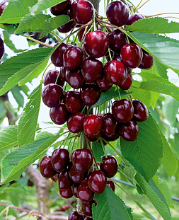 Черешня Ипуть Черешня Ипуть