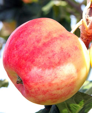 Саженцы Яблоня летняя Горнист