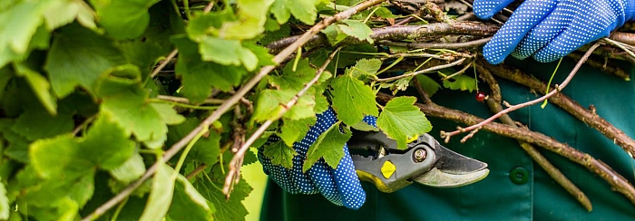 Умная обрезка малины, смородины и крыжовника в сентябре: что можно резать, а что категорически нельзя? Умная обрезка малины, смородины и крыжовника в сентябре: что можно резать, а что категорически нельзя?