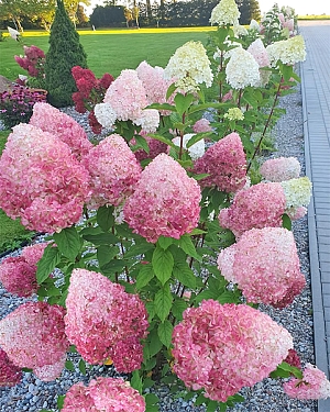 Гортензия метельчатая Пинк энд роуз