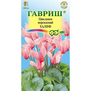 Семена Цикламен Халиф персидский