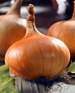 Лук севок Штуттгартер Стенфилд