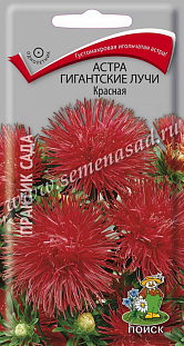 Семена Астра Гигантские лучи Красная
