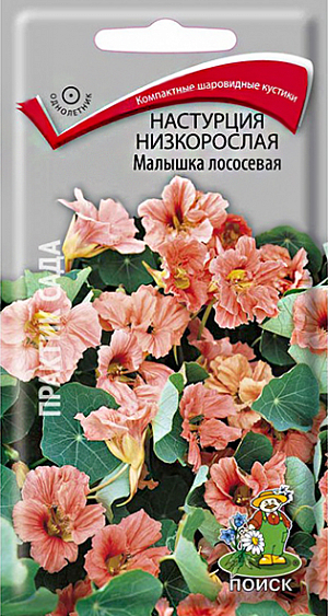 Семена Настурция низкорослая Малышка лососевая 1 гр. Обилие махровых и полумахровых цветов. Кустик компактный, прямостоячий, до 30 см. высотой. Цветы лососевые, расположены поверх темно- зеленых листьев, венчики направлены вверх. Цветет обильно с июля по октябрь.<br>
 <br>
  Агротехника. Растение предпочитает солнечные или слегка затененные места, умеренно плодородные и влажные почвогрунты. Семена высевают в мае непосредственно на место, в лунки по три семени. Глубина заделки семян 2 см. При температуре почвы +20°C всходы появляются на 14-20 день.<br>