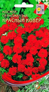 Космея Красный ковер