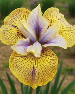 Ирис сибирский Лайм Стрит Блюз