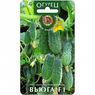 Семена Огурец Вьюга F1