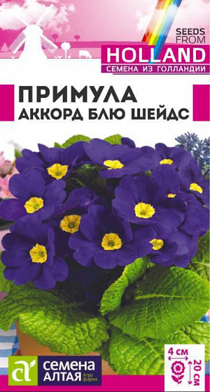 Семена Примула Аккорд Блю шейдс.<br>
 <br>
 Морозостойкий травянистый двулетник среднераннего срока цветения. Идеально подходит для выращивания в горшечной культуре. Высота растения в горшке 10-15 см, в открытом грунте – 15-20 см. Ширина кустика 15-20 см. Розетка продолговатых светло-зеленых морщинистых листьев служит великолепным фоном. Очаровательные цветки достаточно крупные, в диаметре около 4 см. Групповые посадки из примул отлично смотрятся на каменистых горках, в бордюрах, миксбордерах и рабатках. Эффектно выглядят под деревьями и кустарниками.<br>
 Зимостойкое растение.<br>
 <br>
&nbsp;Предпочитает затененные участки с легкими питательными, хорошо дренированными почвами, свободными от сорняков. Для зацветания в первый год семена на рассаду высевают в январе, при двулетнем цикле выращивания – с мая по июль. Сеют, не заделывая, а слегка вдавливая семена в субстрат, помещают в пакет и стратифицируют 3-4 недели (влажная почва, температура 0…+2°С), затем помещают в темное место. При температуре +16-18°С всходы появляются через 18-25 дней, их переносят на свет, но от яркого солнца притеняют. В открытый грунт лучше сеять под зиму, посадочный интервал – 10-15 см. Для выращивания в качестве комнатного растения семена высевают в январе, пикируют в марте-апреле, обеспечив хороший дренаж. Растения должны получать большое количество влаги, но при этом жидкость не должна застаиваться и переувлажнять грунт. Высадку рассады в открытый грунт проводят с конца июля. Позаботьтесь о том, чтобы примулы не пересыхали, иначе растения ослабнут и потеряют свои декоративные качества. Цветение обильное в мае-июне в течение 40 дней.