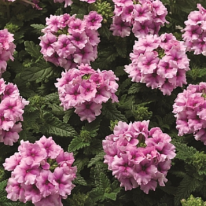 Описание сорта Вербена Снежная орхидея
Компактная вербена с очень крупными плотными соцветиями уникальной окраски в сочно-зелёных кружевах листвы. Отличается хорошей выровненностью. Прекрасно разрастается в цветниках, подвесных кашпо. Цветёт обильно всё лето до начала осени.
Цена указана за 10 шт. семян вербены.
Вербена. Семена почтой.
Цветет обильно все лето, до начала осени, наполняя вечерний воздух тонким и нежным ароматом. Неприхотлива, хорошо растет на достаточно освещённых, солнечных участках, легко переносит непродолжительную засуху.

Современные низкорослые сорта вербены отличаются обилием и продолжительностью цветения. Откройте для себя новый мир!