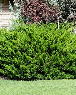 Можжевельник средний Минт Джулеп