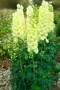 Дельфиниум Йеллоу Перл