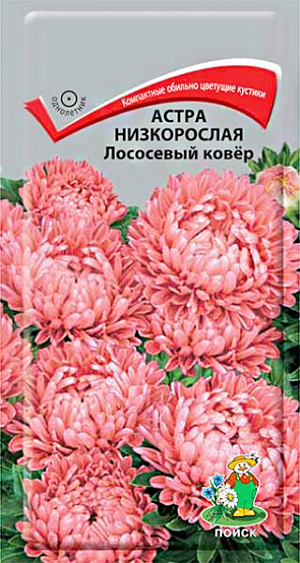 Семена&nbsp;Астра низкорослая Лососевый ковёр.&nbsp;Великолепное обилие крупных соцветий.&nbsp;Компактный куст высотой 25-30 см, диаметром 20-25 см, усыпан крупными махровыми лососевыми соцветиями диаметром 6-7 см. Листья темно-зеленые. Сорт устойчив к неблагоприятным погодным условиям. Цветет с середины лета до заморозков. Используют для бордюра, посадки в горшки и срезки.<br>
 <br>
&nbsp;Агротехника.&nbsp;Растение предпочитает открытое солнечное место, но выносит и полутень. Лучше растет на легких, плодородных почвах. Не переносит внесения органических удобрений в год посадки. Семена высевают с середины февраля по апрель. Глубина заделки семян 0,5 см. При температуре почвы +20°C всходы появляются на 7-14 день. Через 3-4 недели посевы пикируют и выращивают при температуре +12-15°C. В грунт рассаду высаживают во второй половине мая, выдерживая расстояние между растениями 20-25 см.