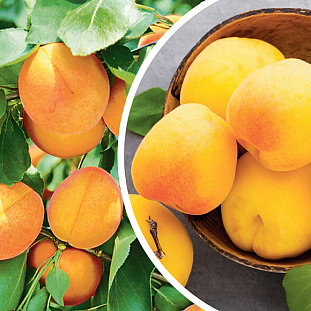 Саженцы Комплект абрикосов №3: Мелитопольский ранний, Викинг