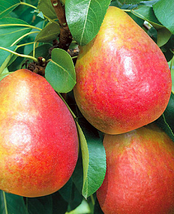 Саженцы Груша Радужная