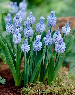 Мускари Азуреум